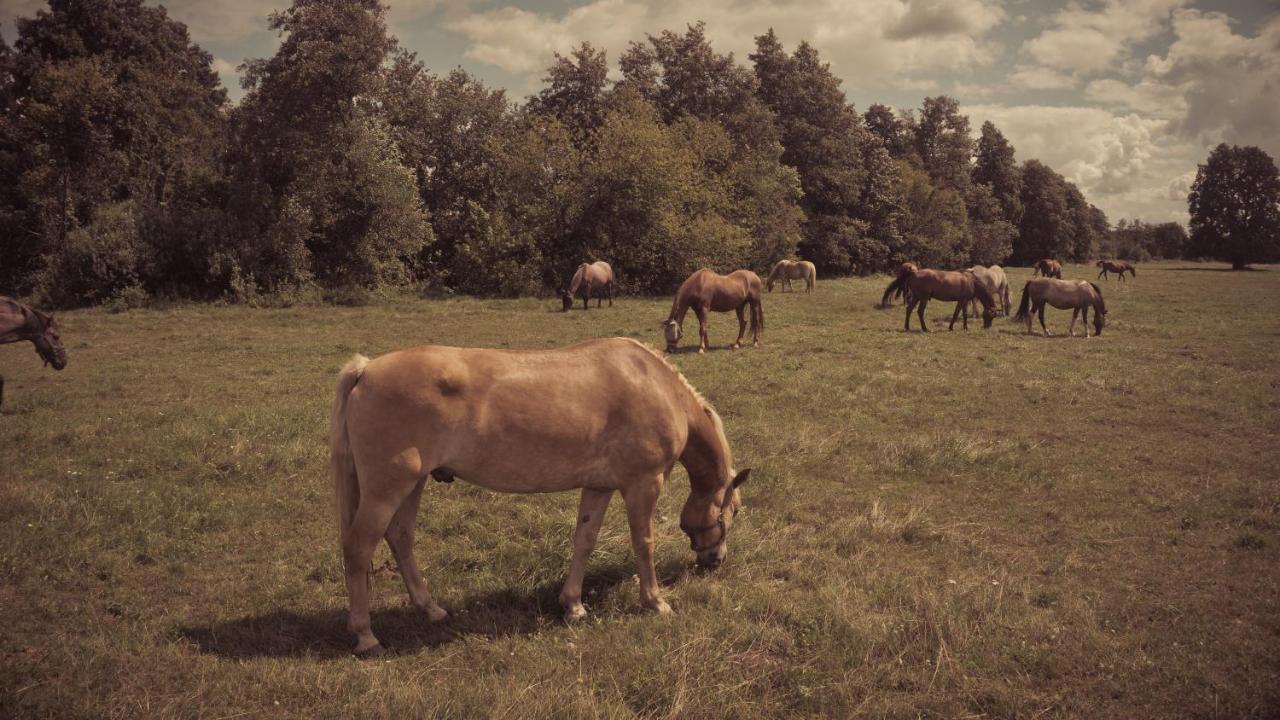 Skrzeszew Masuria Warsaw 빌라 외부 사진